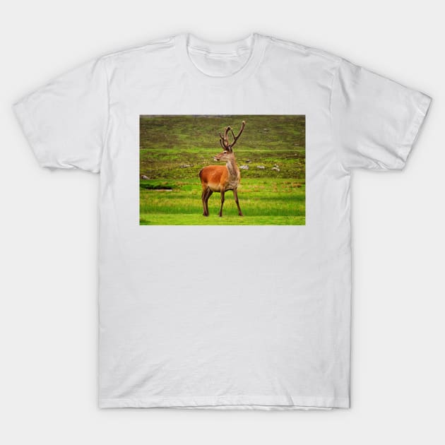 Highland Stag T-Shirt by Jane Braat